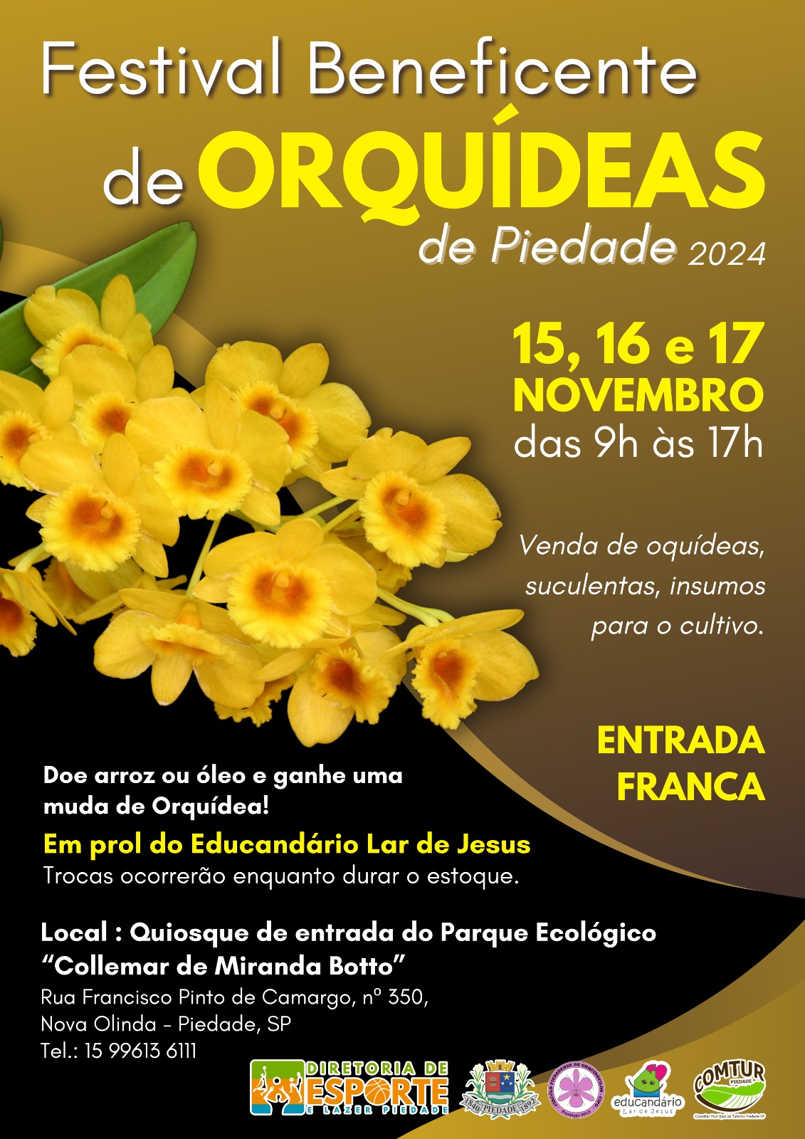 festival orquídeas 151124